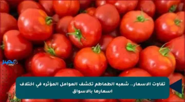 تفاوت الأسعار.. شعبة الطماطم تكشف العوامل المؤثرة في اختلاف أسعارها بالأسواق